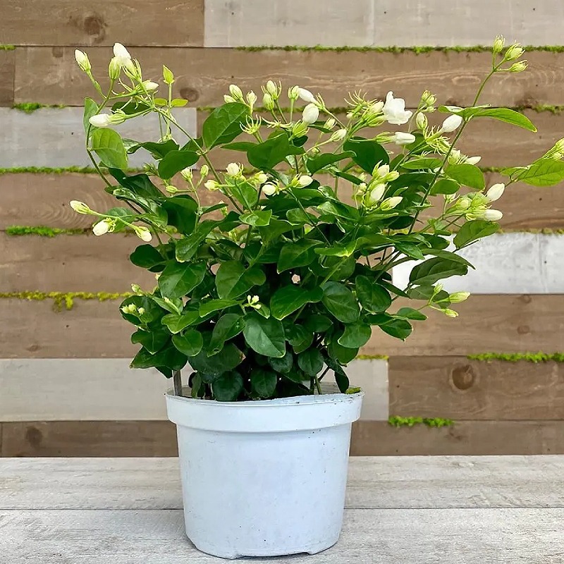 Arabian Jasmine