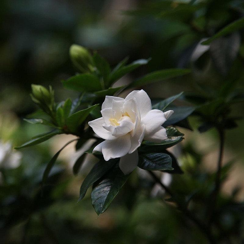 Gardenia Jasmineodes