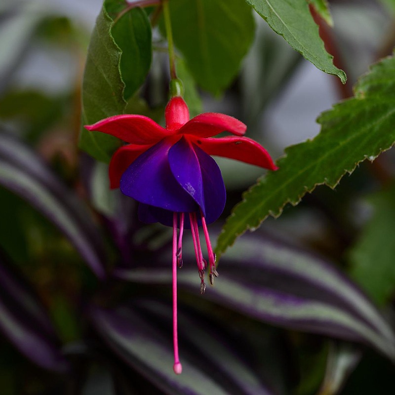 Fuchsia Magellanica