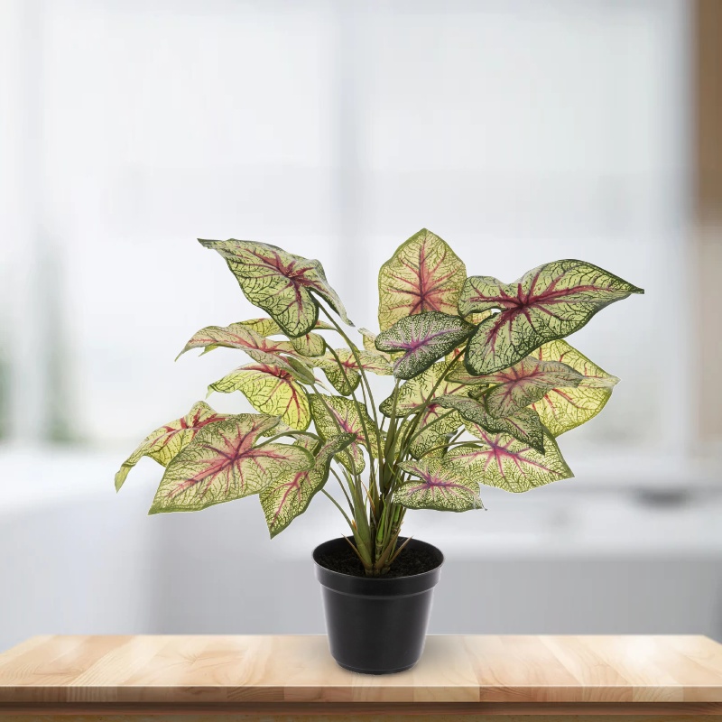 Caladium Plant